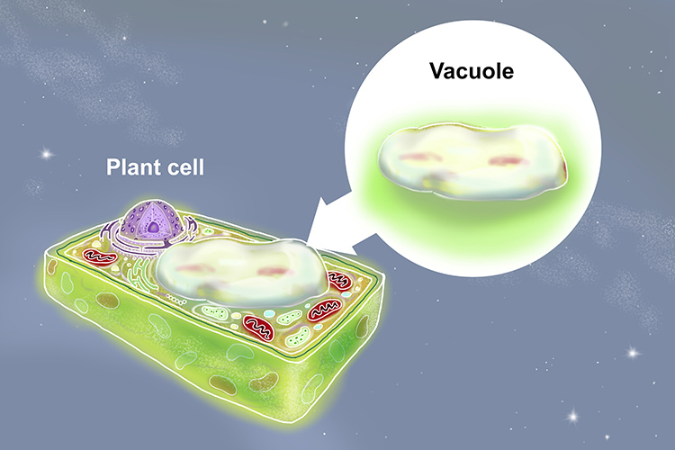 Image showing one large vacuole in plant cells that contain food, water or waste